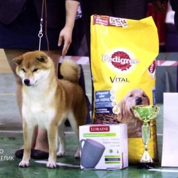 2016. SHIOMARU Shiba and Akita Inu Kennel