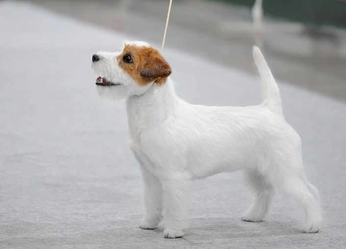 26/11/22 Russia RKF Cup 2020-2021 / 27/11/22 Russia RKF Cup & Moscow Cup 2022. CANE MAESTRO — kennel Jack Russell Terrier