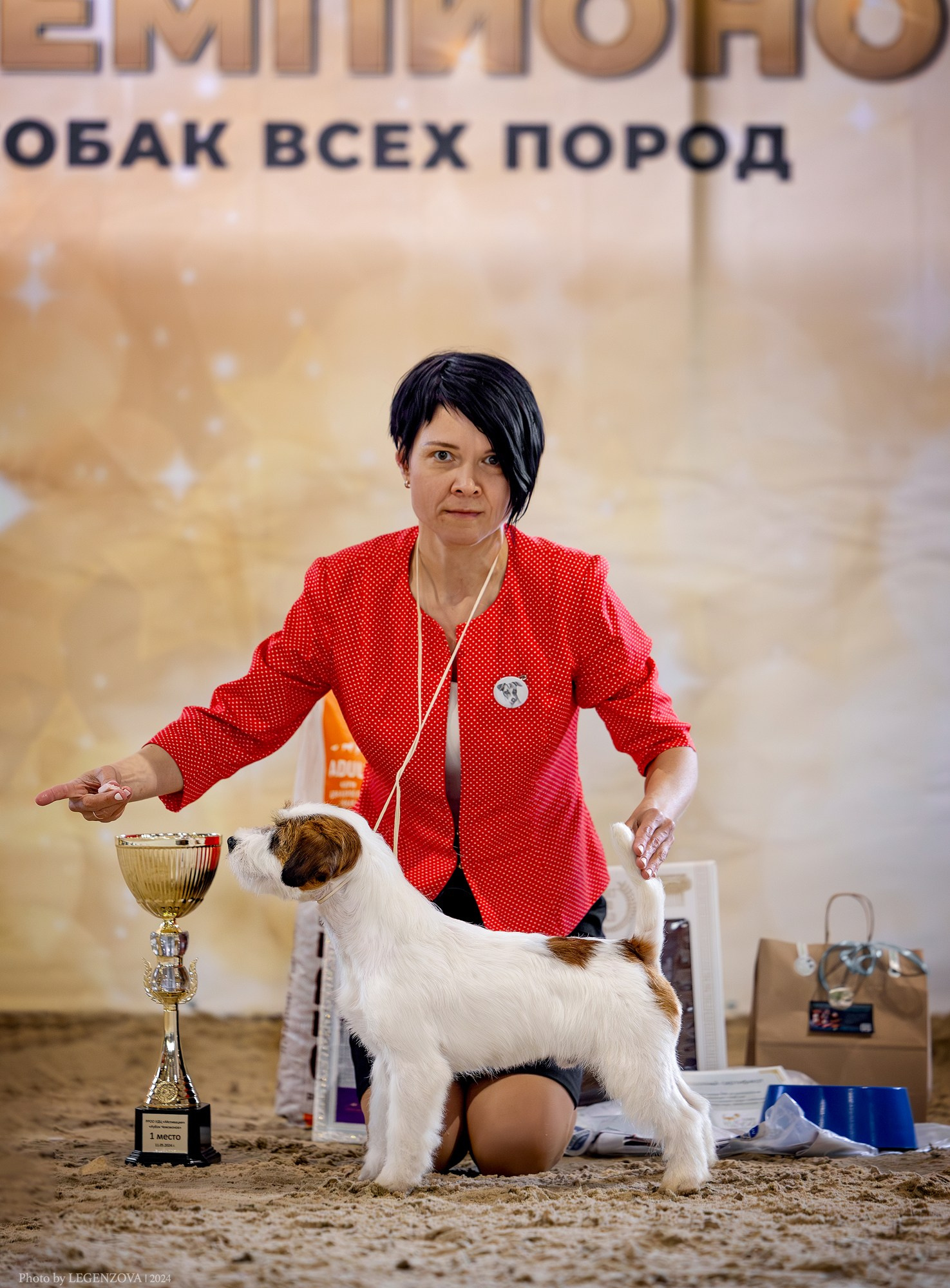Джек рассел терьер в Рязани. Выставка. CANE MAESTRO STIMOROL ICE