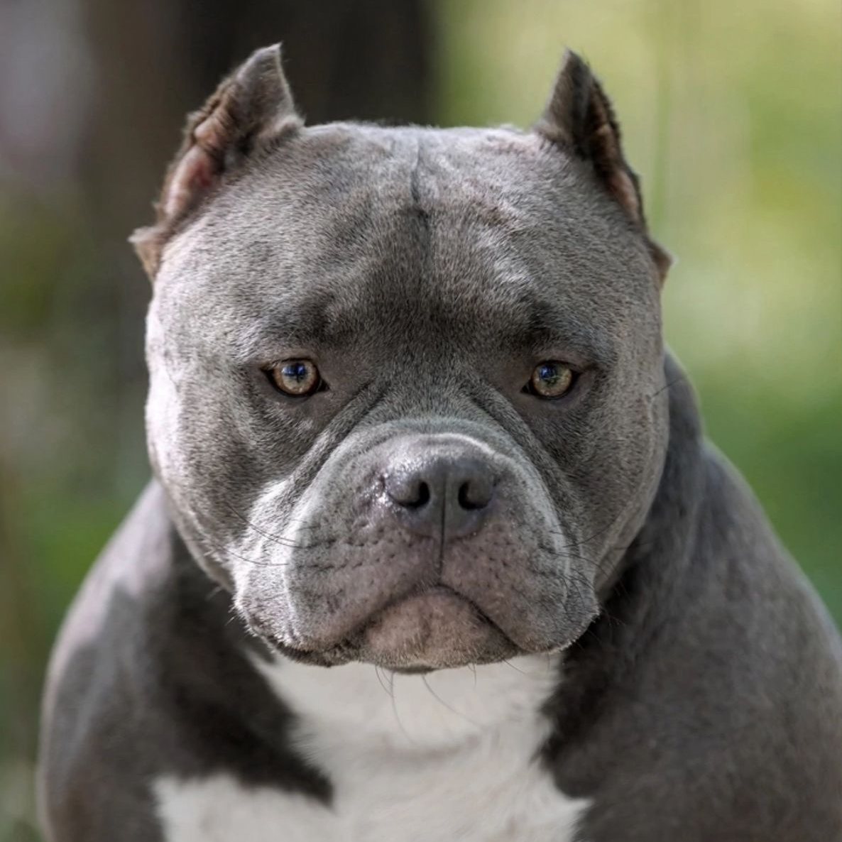 Племенная сука Американского Булли покет BULLY COMPANY DOGMA мать Лионы карточка происхождения Иркутск