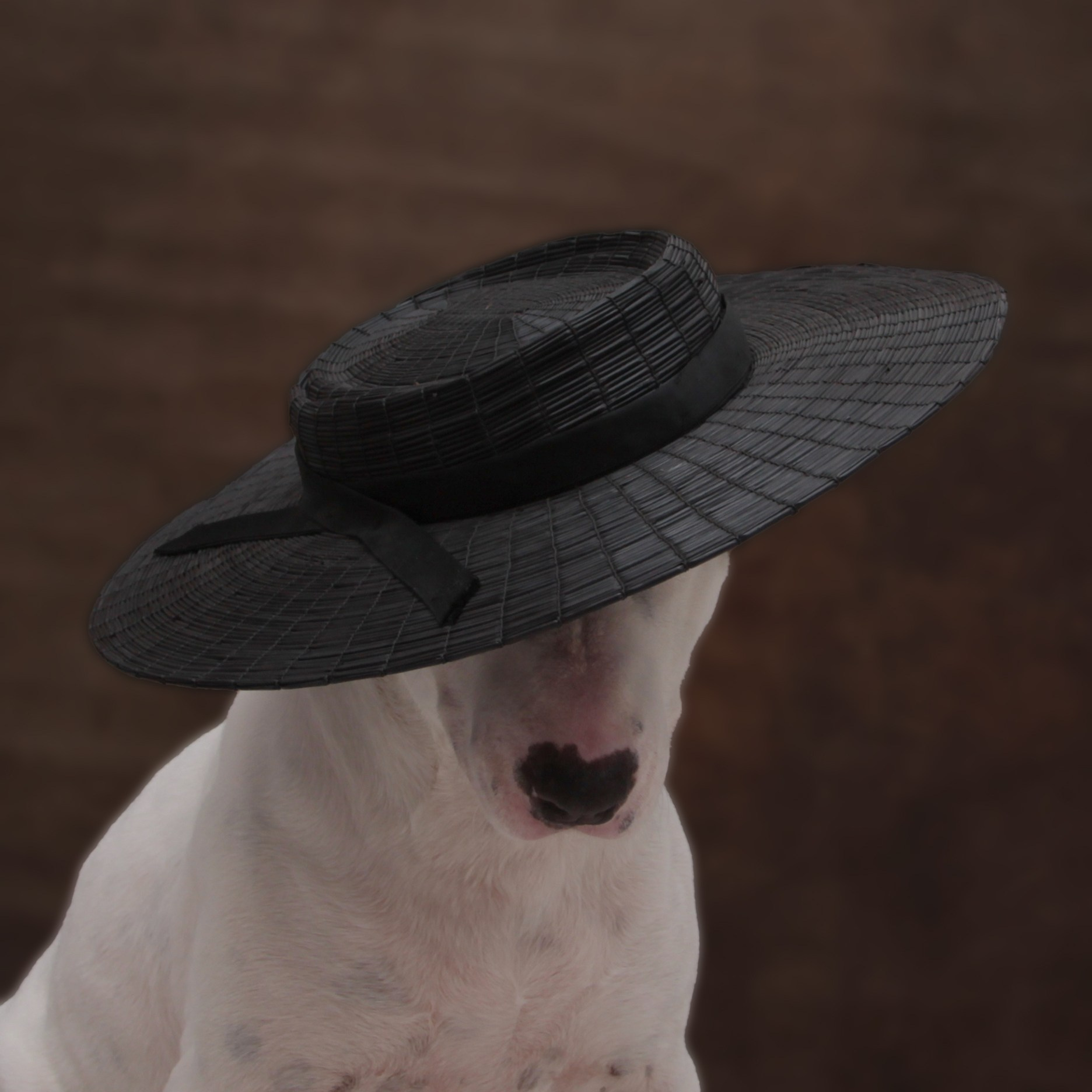 Foto. Personal experience in adapting a dog from a shelter