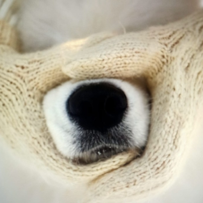 Самоед Новосибирск