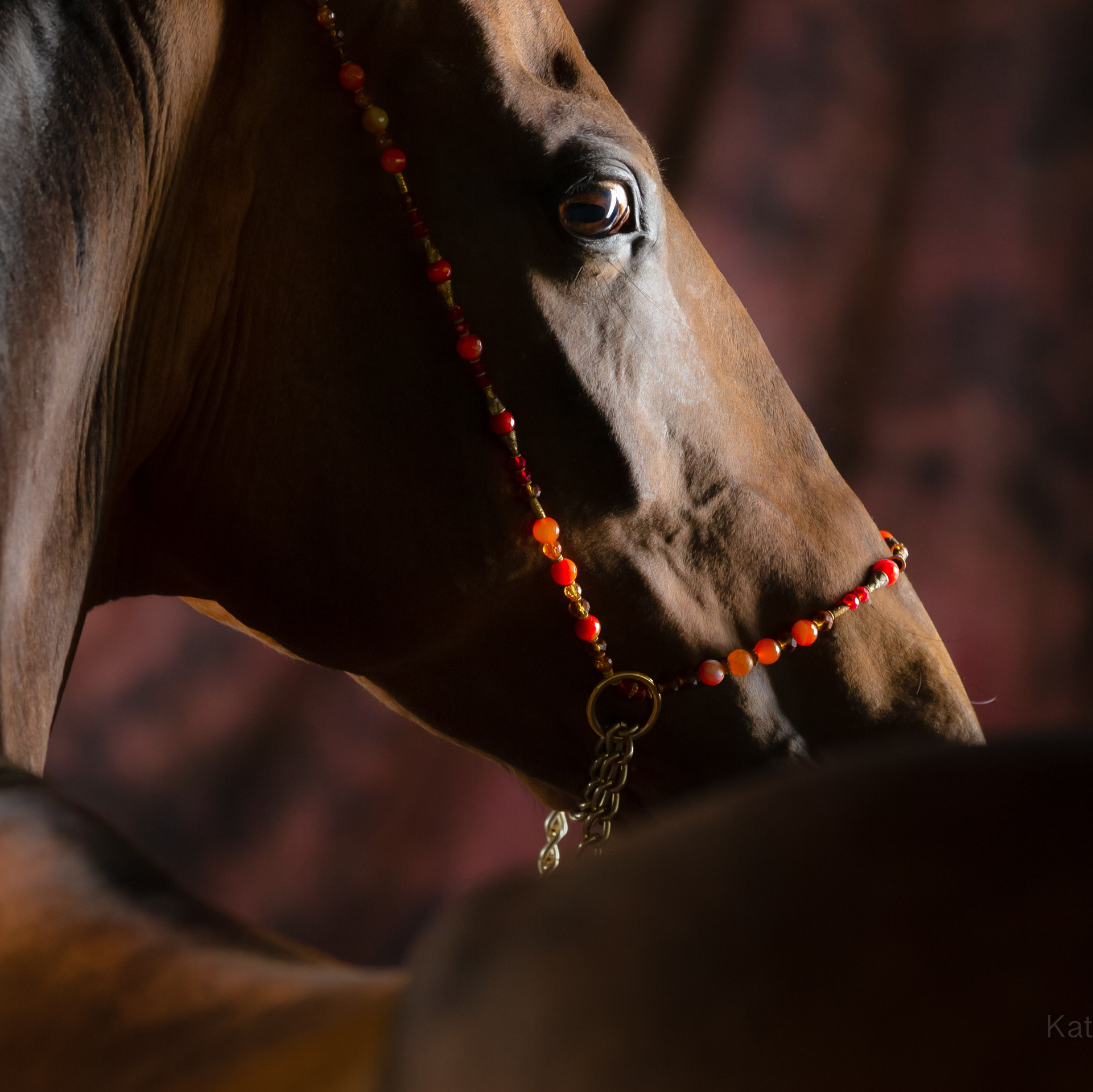 Портфолио. KatymartArt — Equine photography