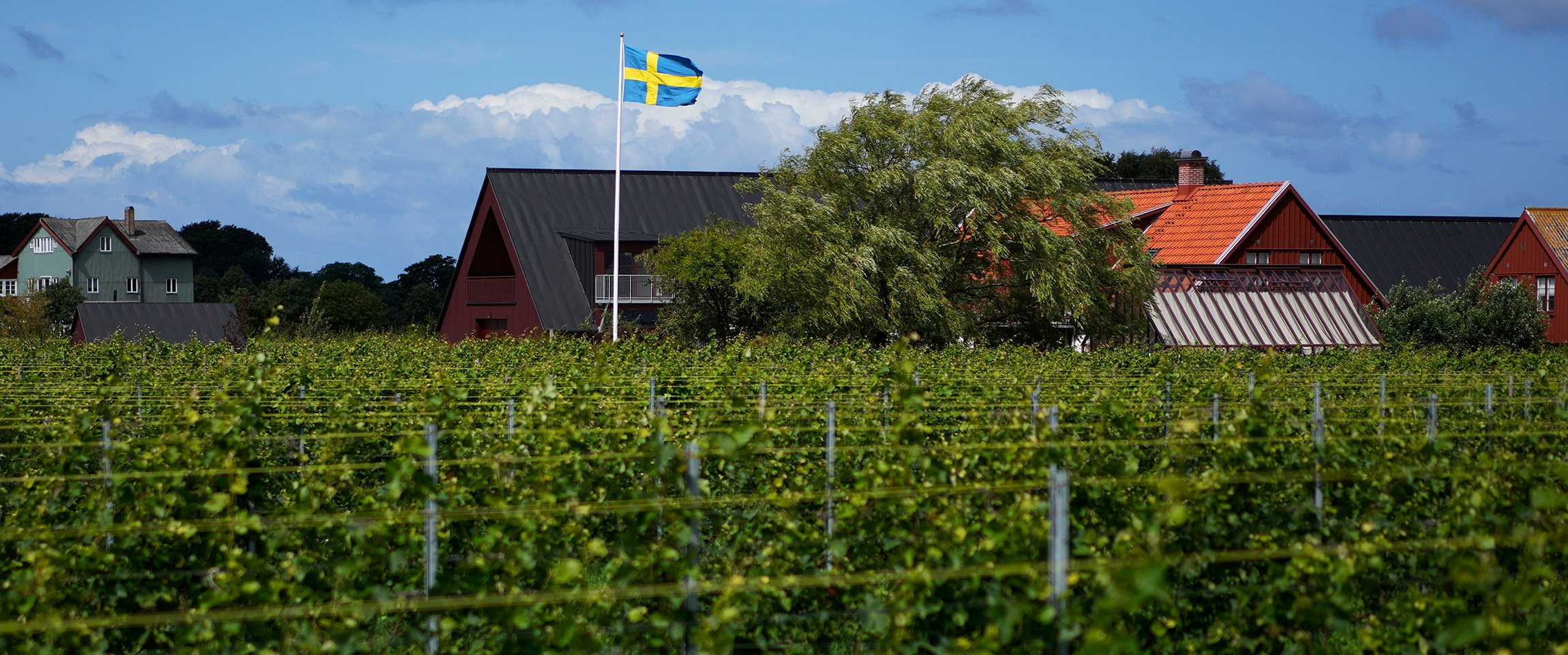 Sweden-wine. Pavel Golovkin