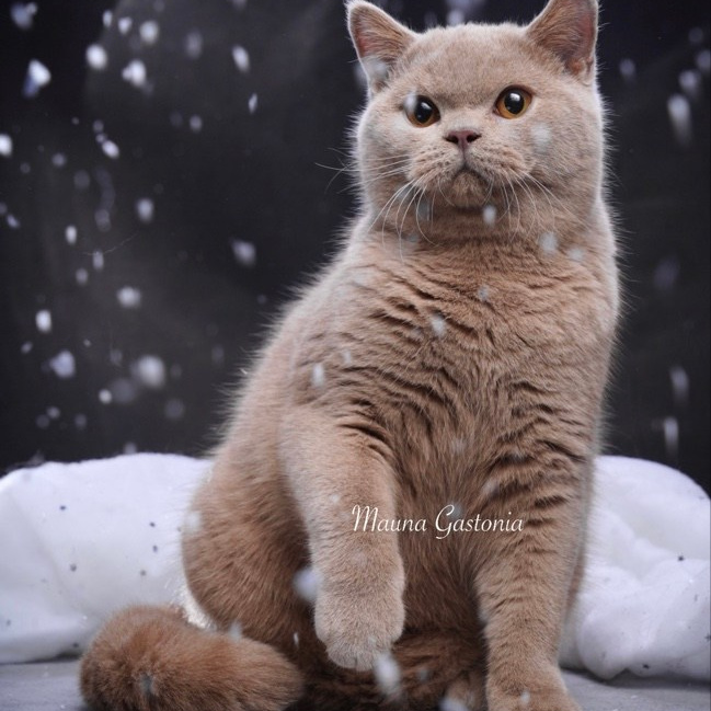 Свободные котята\Available kittens. Mauna Gastonia