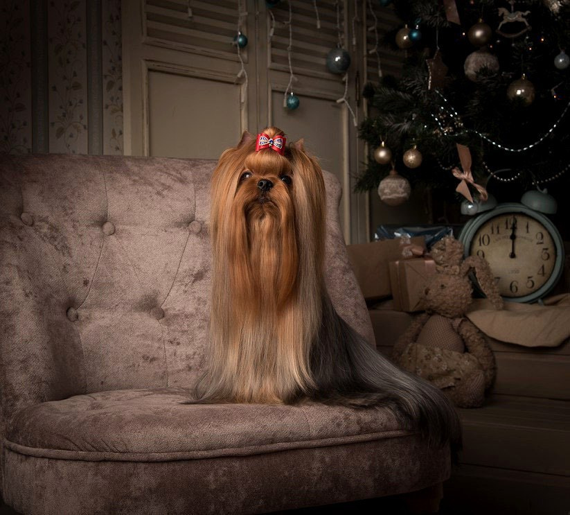 Дэнстайл Козырный Туз. Питомник Йоркширских терьеров Дэнстайл в Санкт-Петербурге заводчик Тих