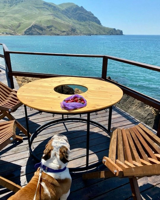 Обо мне. Фотограф-анималист в Краснодаре Маша Мельникова