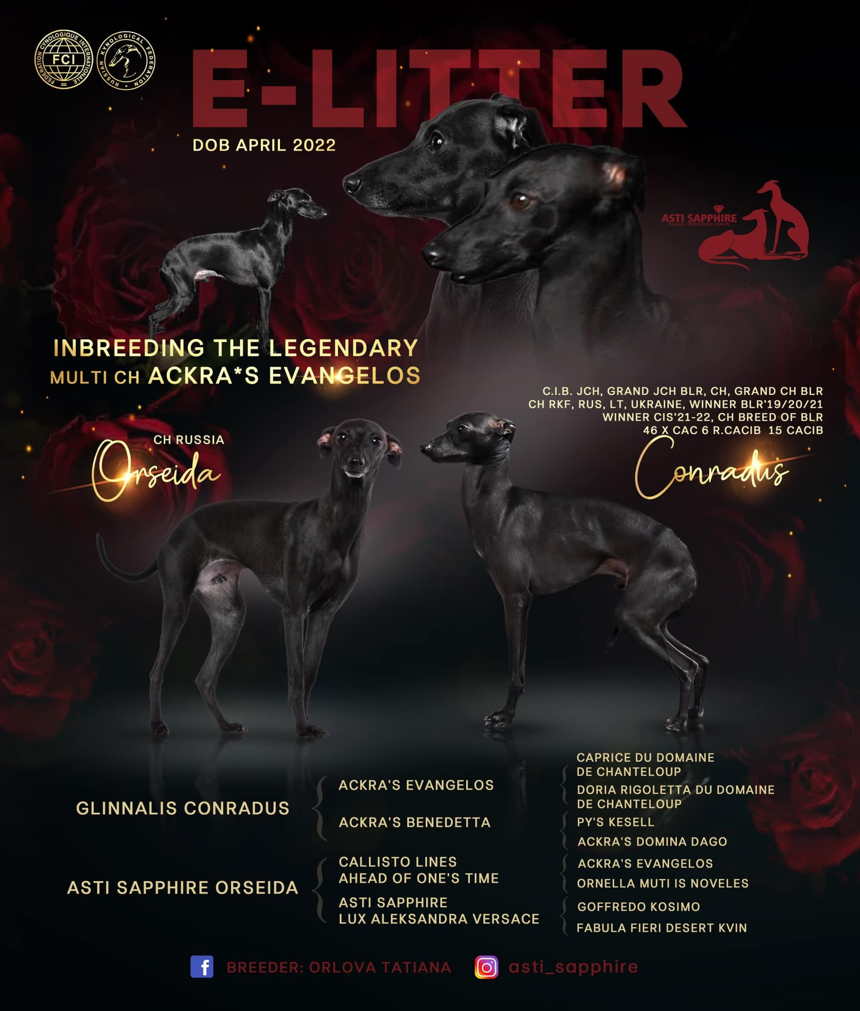 Asti Sapphire Esmeralda La Bella. Профессиональный питомник левреток РКФ/FCI ASTI SAPPHIRE 💎 Сочи|Санкт-Петербург