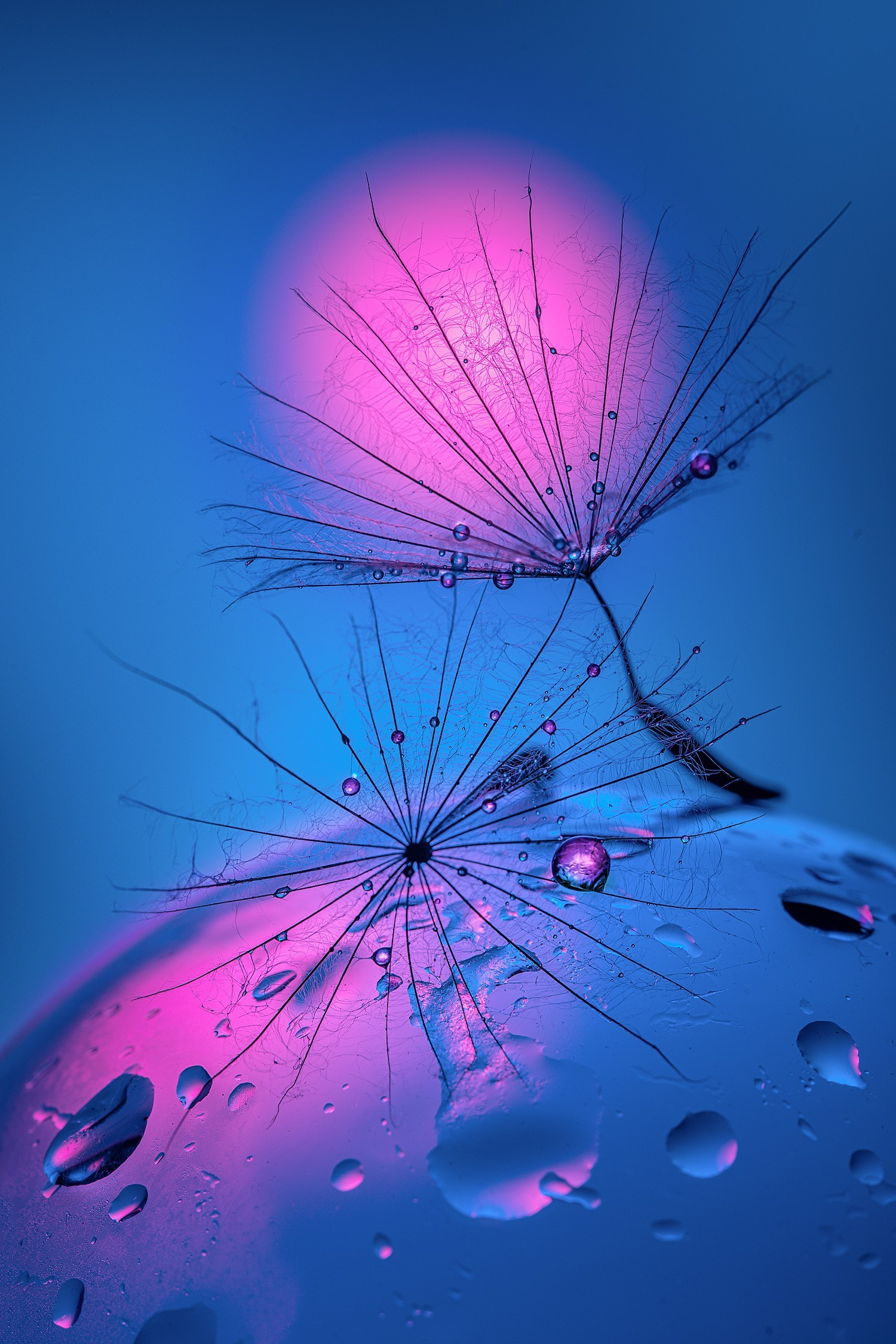 Portfolio Award 2026