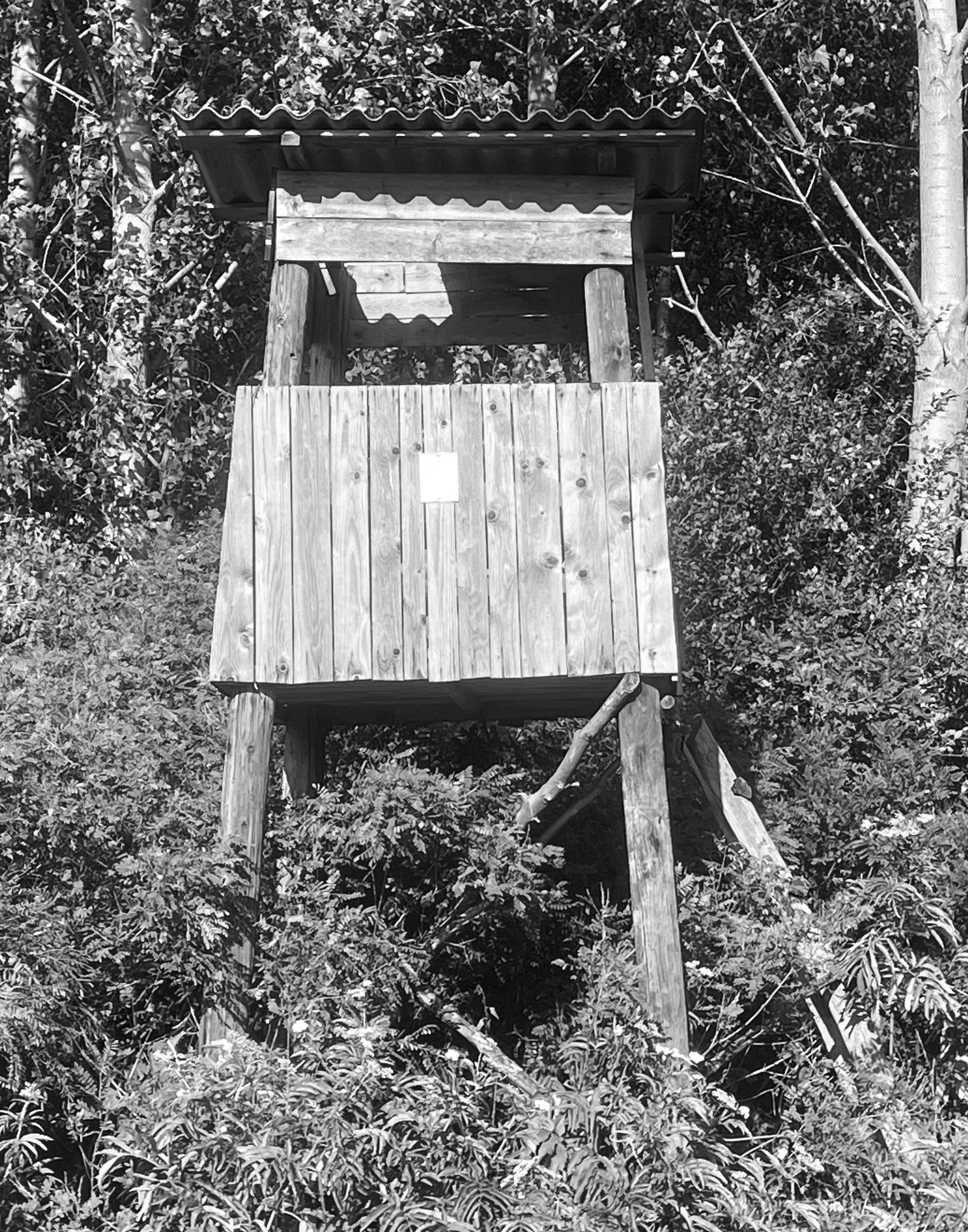 Наталия Бабинцева — ВЫДЕЛЕННАЯ ТЕРРИТОРИЯ: прогулки с N