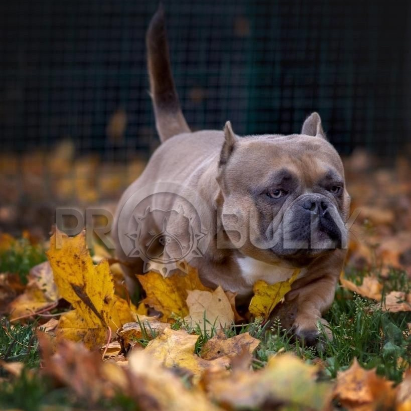 продажа щенков Американских булли в Пензе
