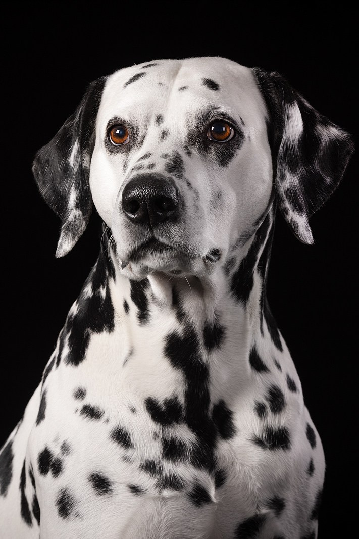 Приглашаю на студийные фото дни в феврале!. Фотограф-анималист Natalia Deingel | Фотосъемка собак в Москве