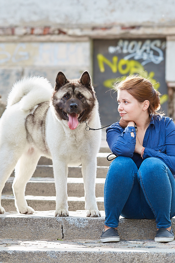 Dog show career. AMERICAN AKITA RUBYLIGHT KENNEL I SHIBA-INU
