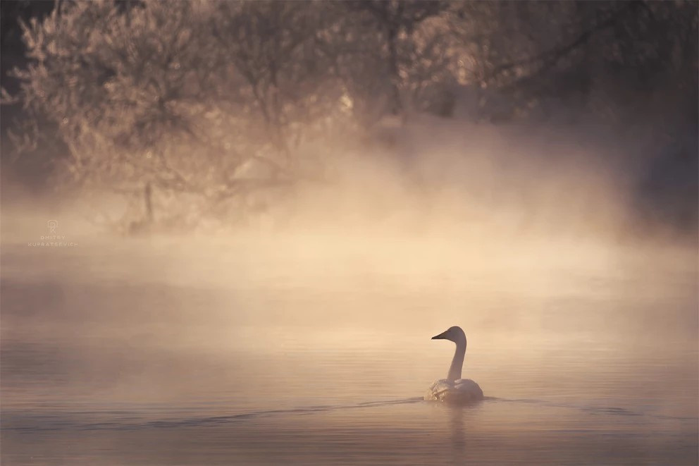 Лебединое озеро 2025 | Фотограф Дмитрий Купрацевич. Дмитрий Купрацевич профессиональный пейзажный и travel-фотограф
