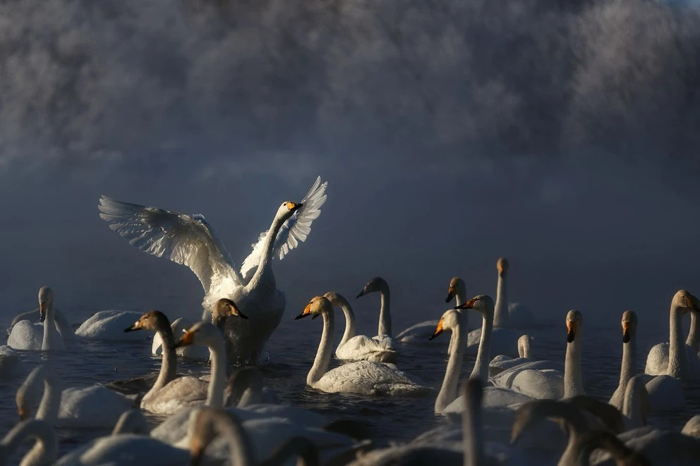 Лебединое озеро 2023 | Фотограф Дмитрий Купрацевич. Дмитрий Купрацевич профессиональный пейзажный и travel-фотограф