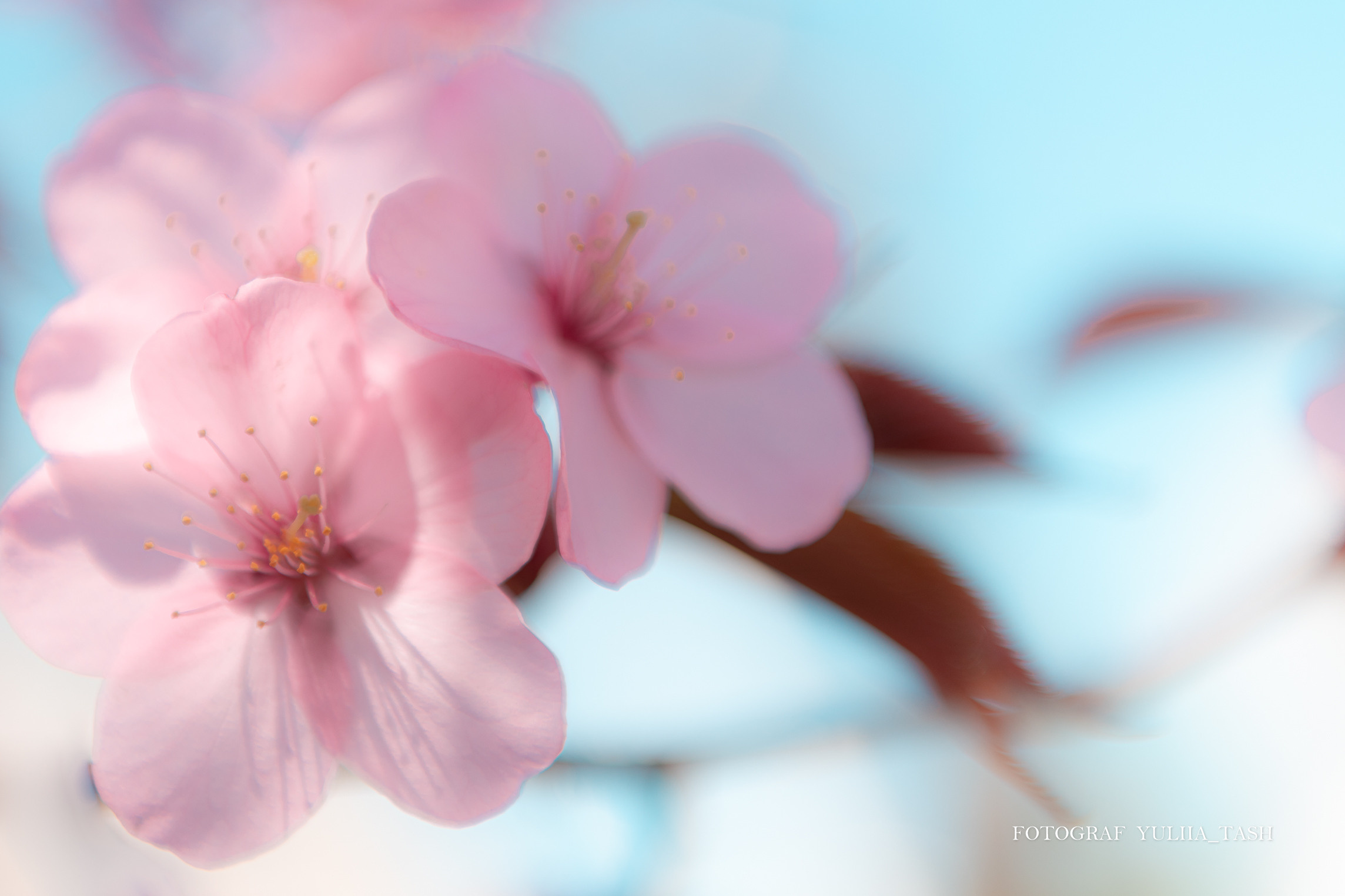 Пробуждение. Любимый фотограф