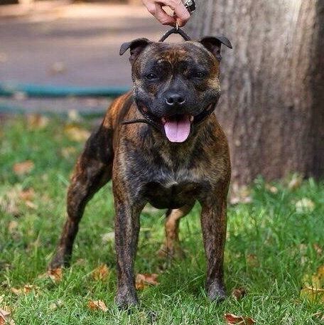 Шмель. BLGKV питомник собак