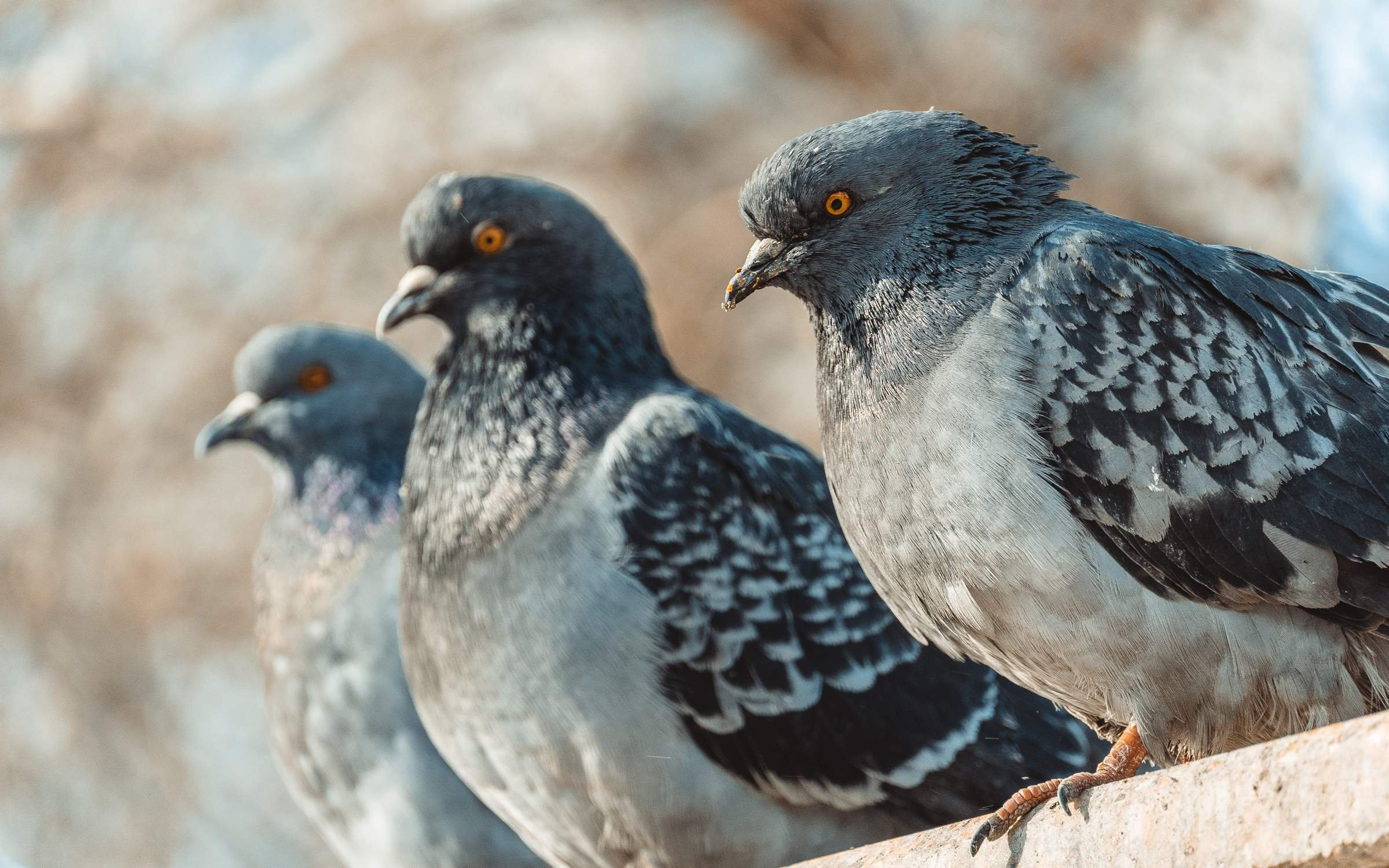 Голуби на площади Солнца