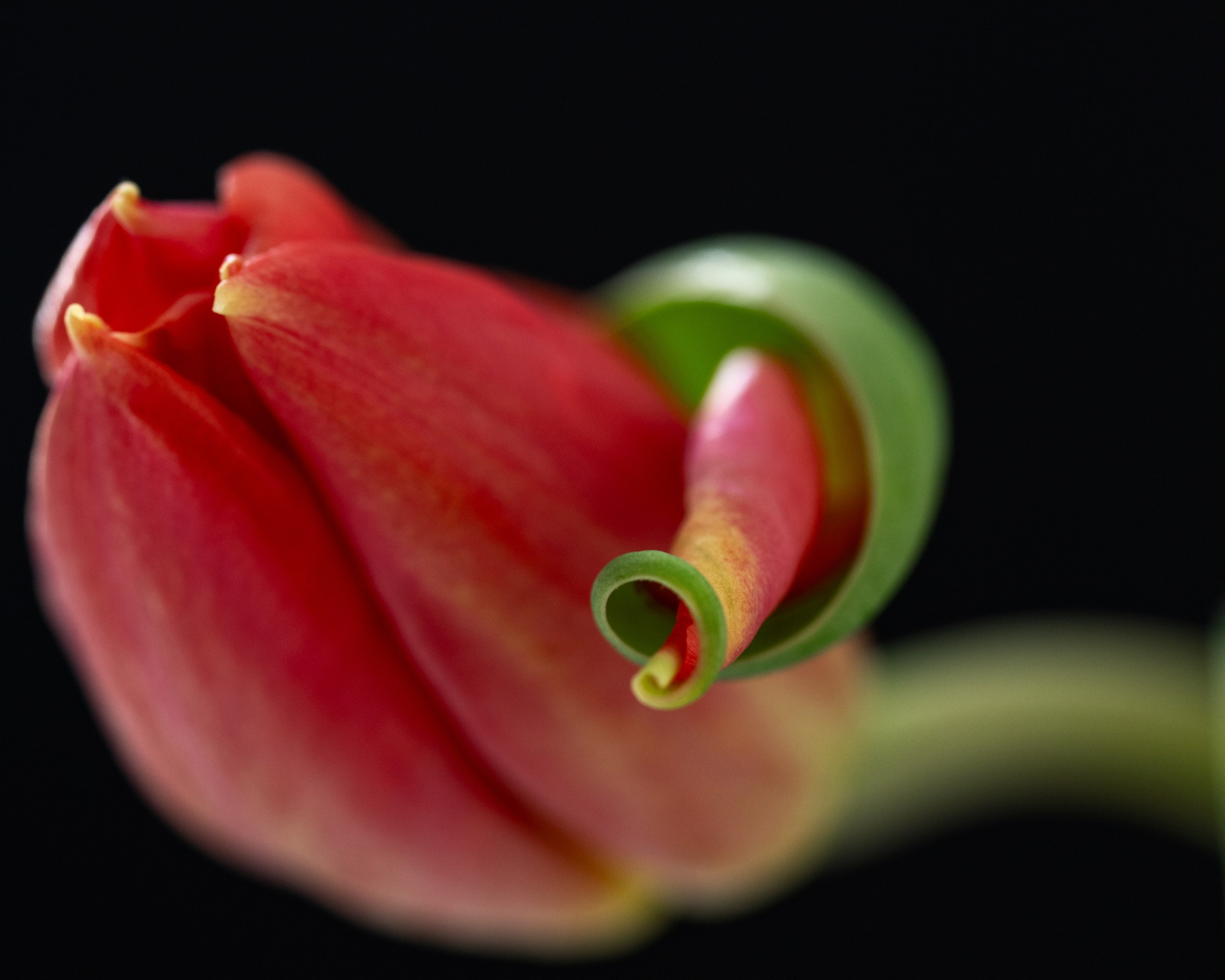 Floral Portraits. Author’s fine art prints with international delivery