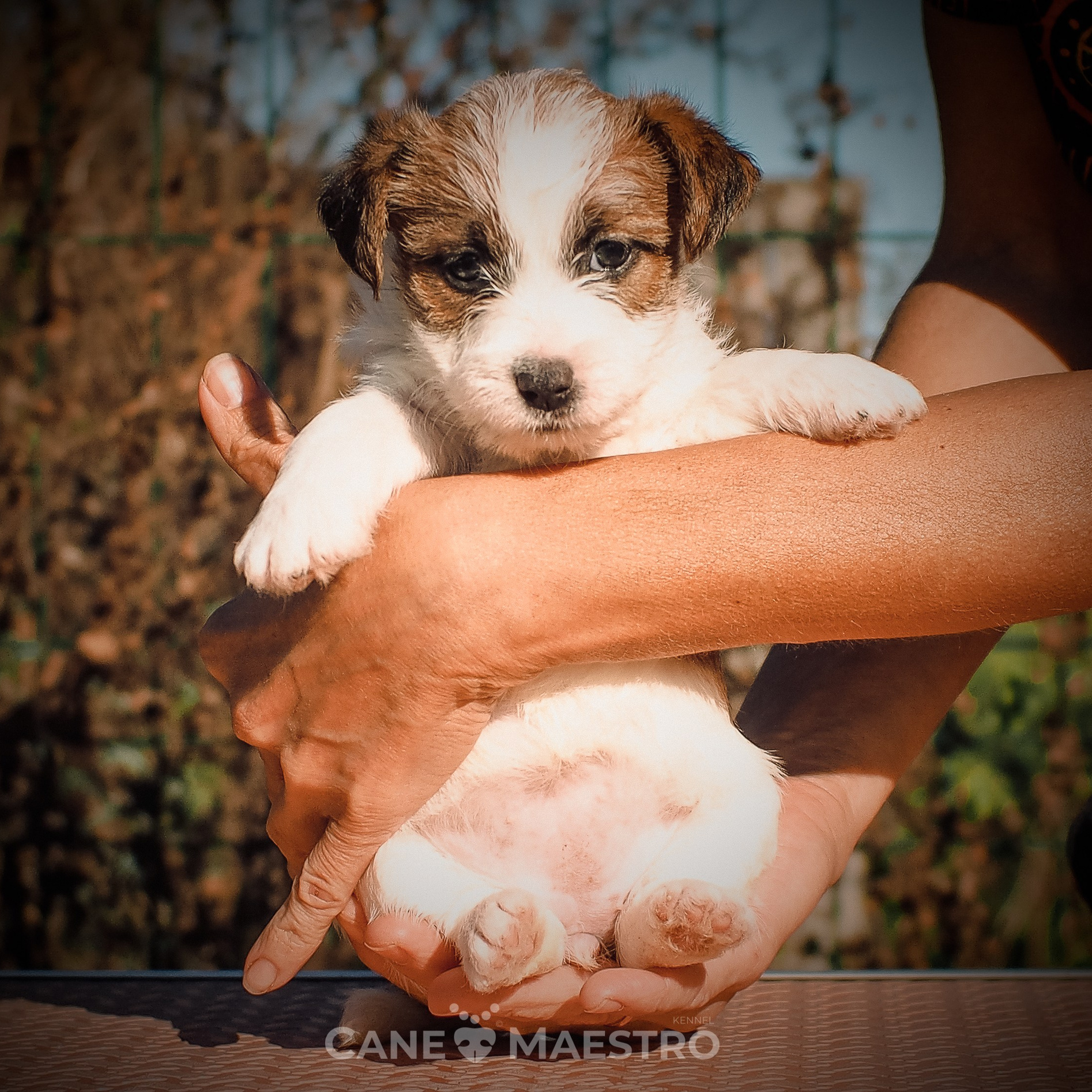 LITTER «A» 27/08/2025. CANE MAESTRO — kennel Jack Russell Terrier