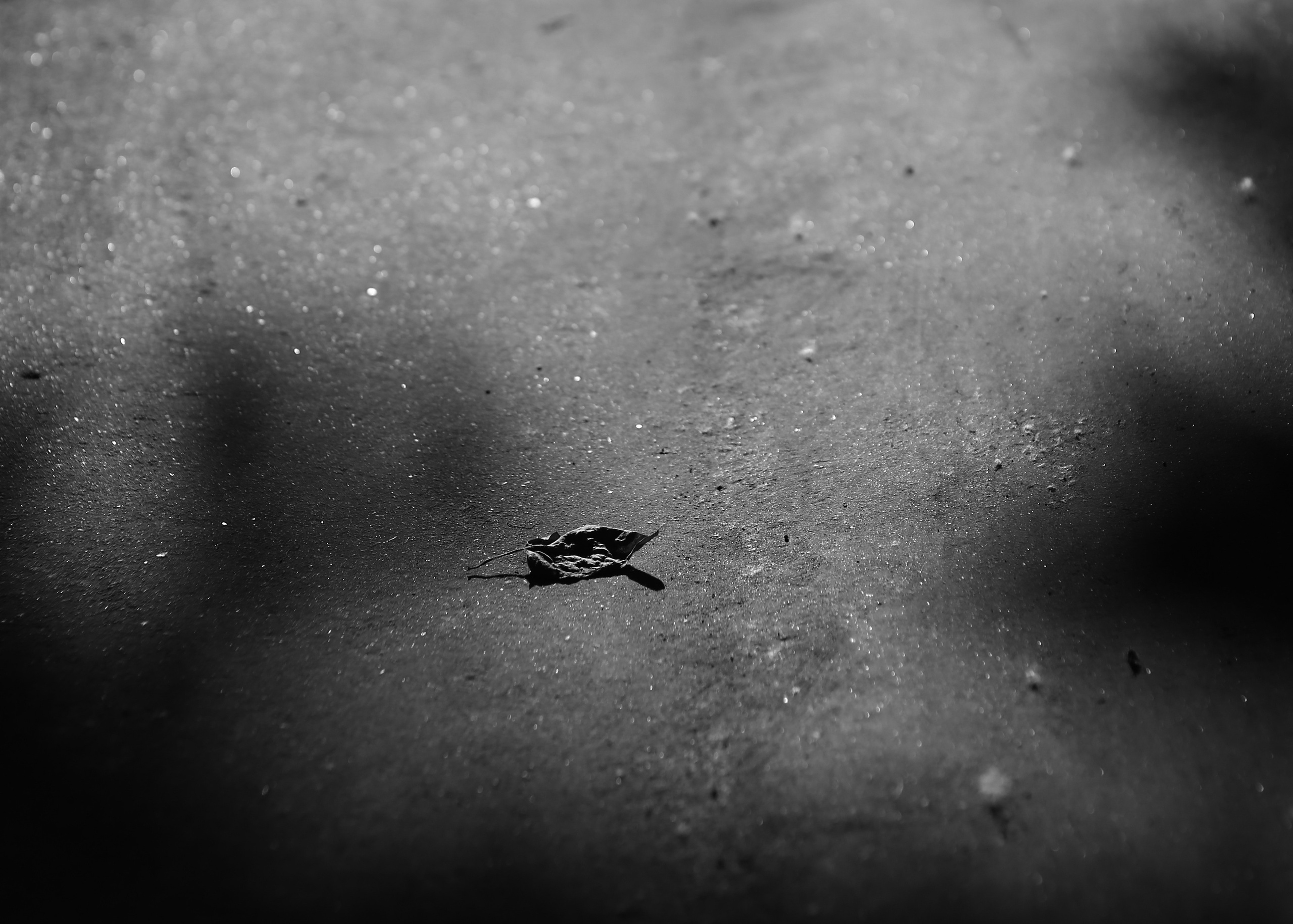Чёрно-белая фотография: одинокий сухой лист на асфальте, игра света и тени, минимализм, уличная фотография, текстура