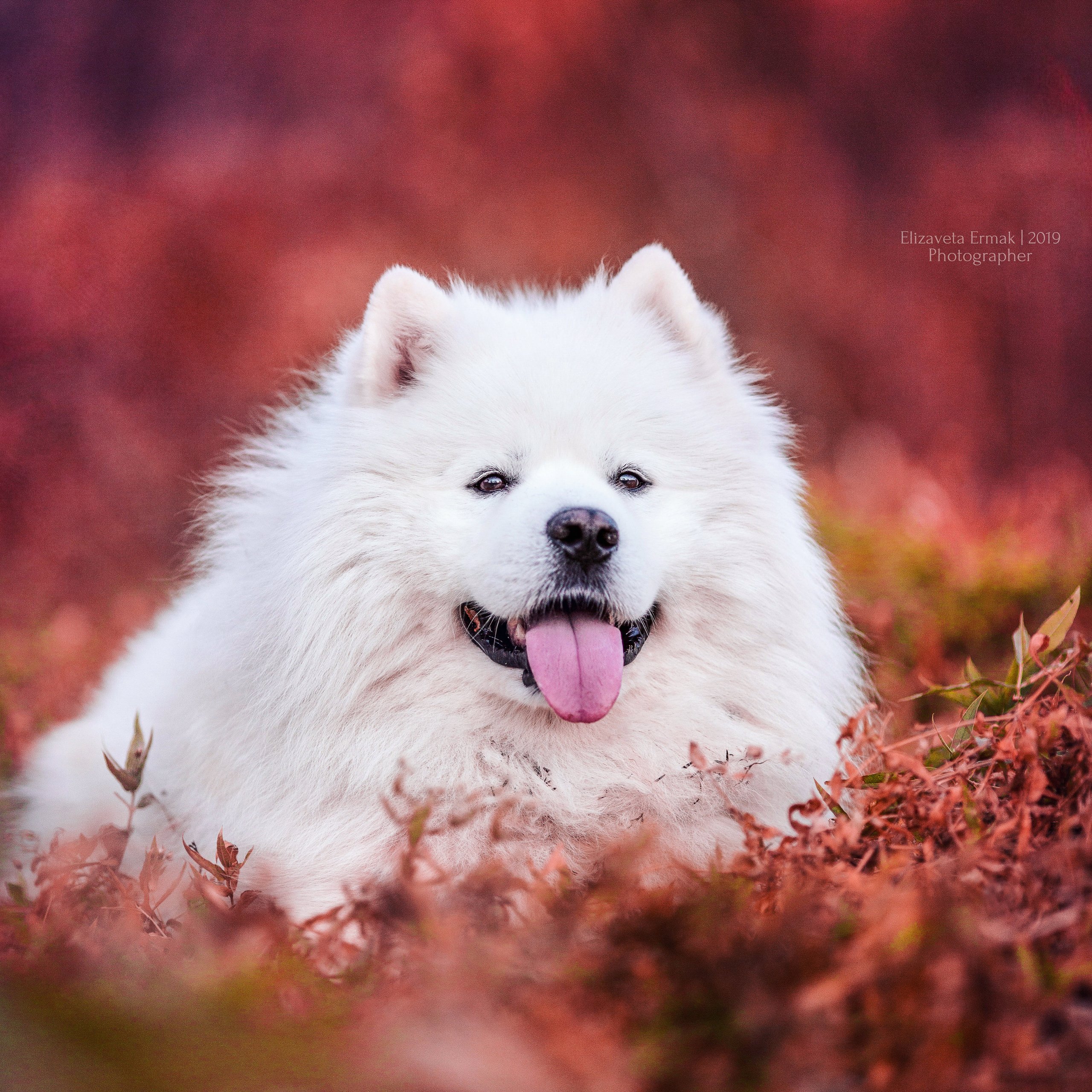 Свадебный и семейный фотограф Елизавета Ермак | Москва и МО