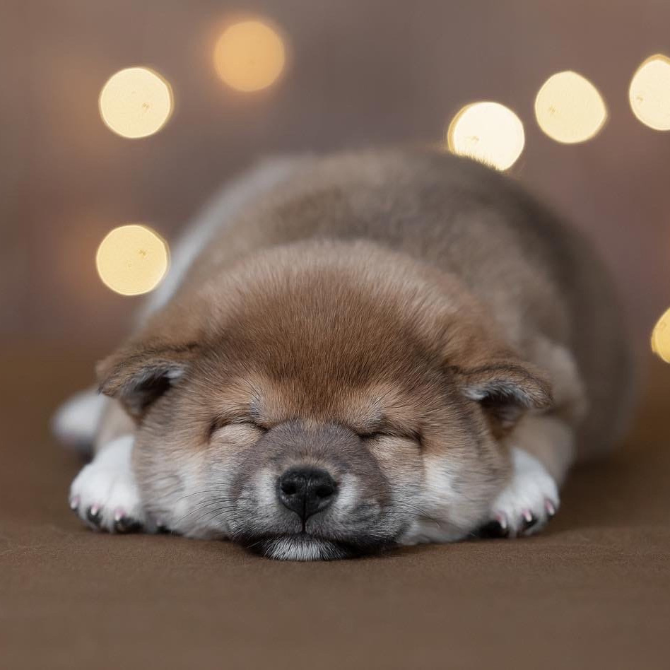 Фотограф-анималист Антон Базылевич