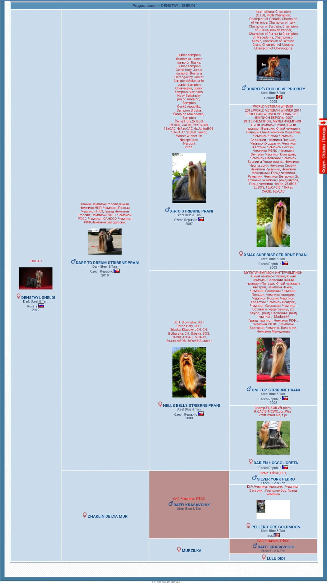 Дэнстайл Шелди. Питомник Йоркширских терьеров Дэнстайл в Санкт-Петербурге заводчик Тих