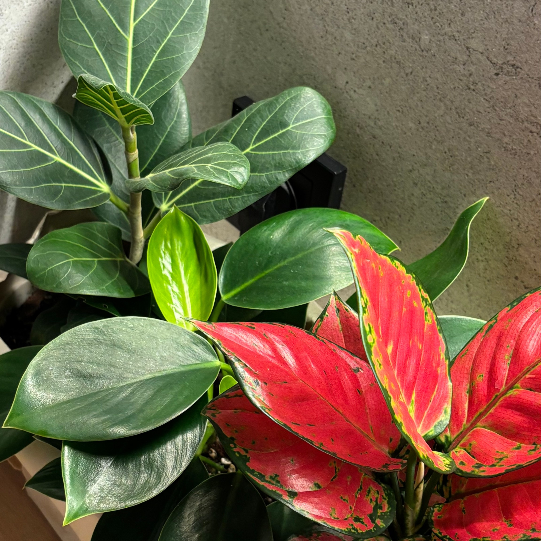 Свадебные фотограф и видеограф Алина и Евгений Кумановские | О нас. Свадебные фотограф и видеограф в Краснодаре | Алина и Евгений Кумановские