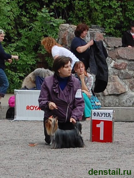 2011-2012 г Результаты выставок. Питомник Йоркширских терьеров Дэнстайл в Санкт-Петербурге заводчик Тих