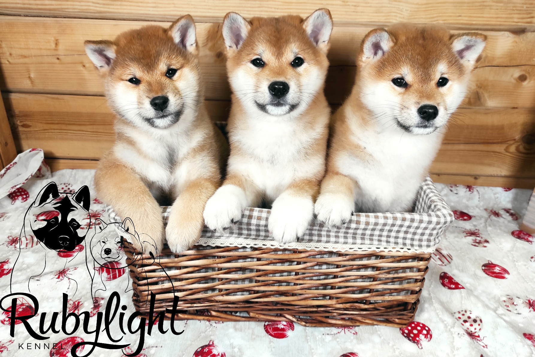 Питомник сиба Санкт-Петербург щенки сиба питомник Рубилайт Rubylight купить щенка