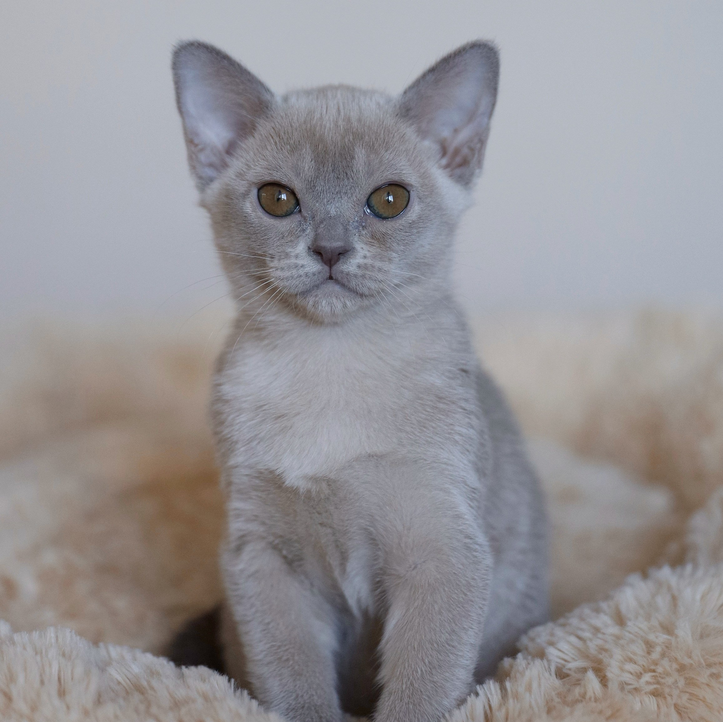 Котята. Питомник «Bouncy Life»
