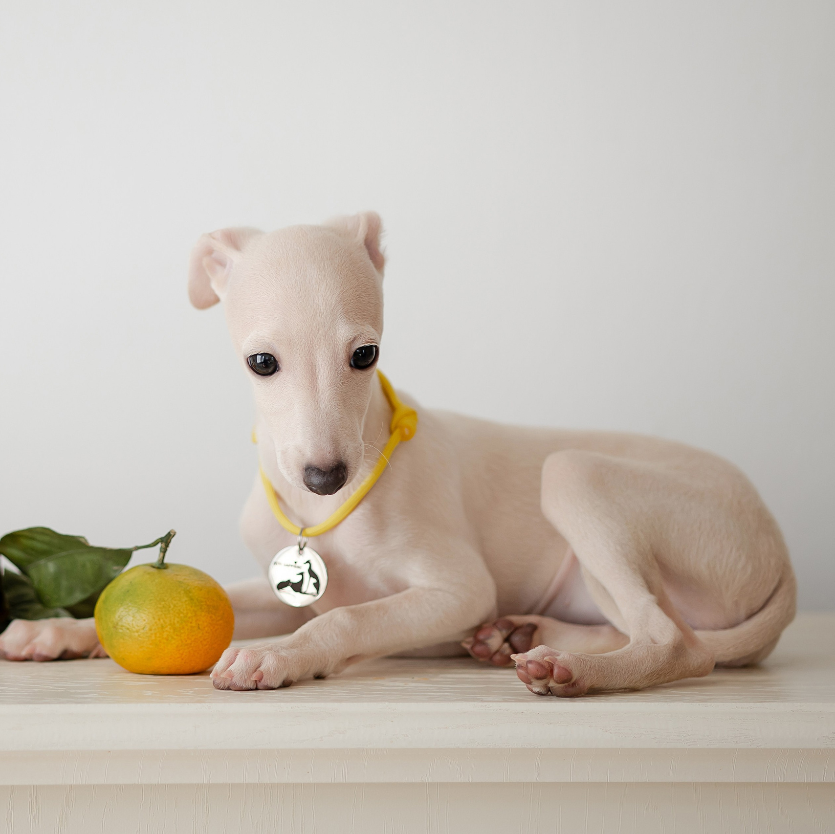 Welcome. Профессиональный питомник левреток РКФ/FCI ASTI SAPPHIRE 💎 Сочи|Санкт-Петербург