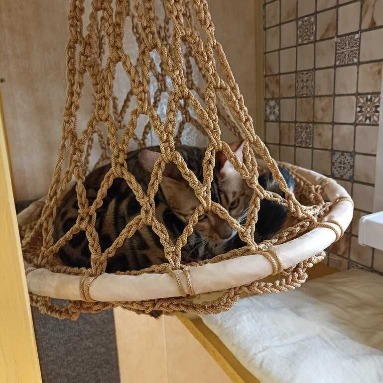 Гостиница для кошек Усики и хвостики, Красноярск