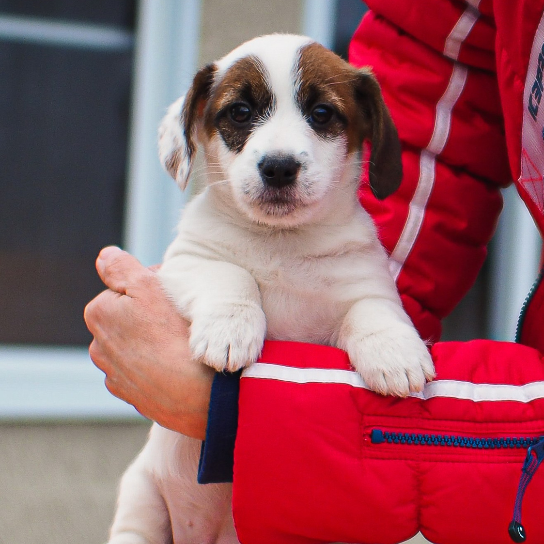 LITTER “CH»23_11_2024. CANE MAESTRO — kennel Jack Russell Terrier