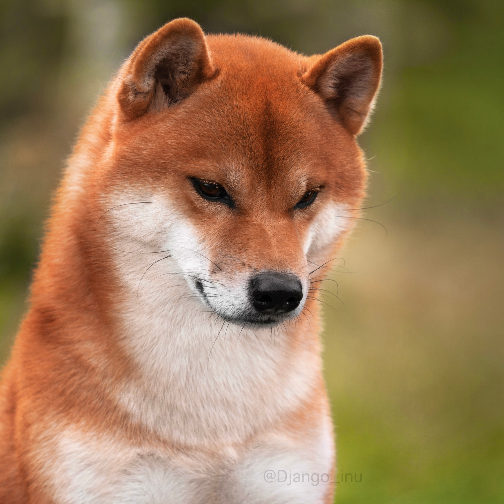 Впервые мама. AMERICAN AKITA RUBYLIGHT KENNEL I SHIBA-INU