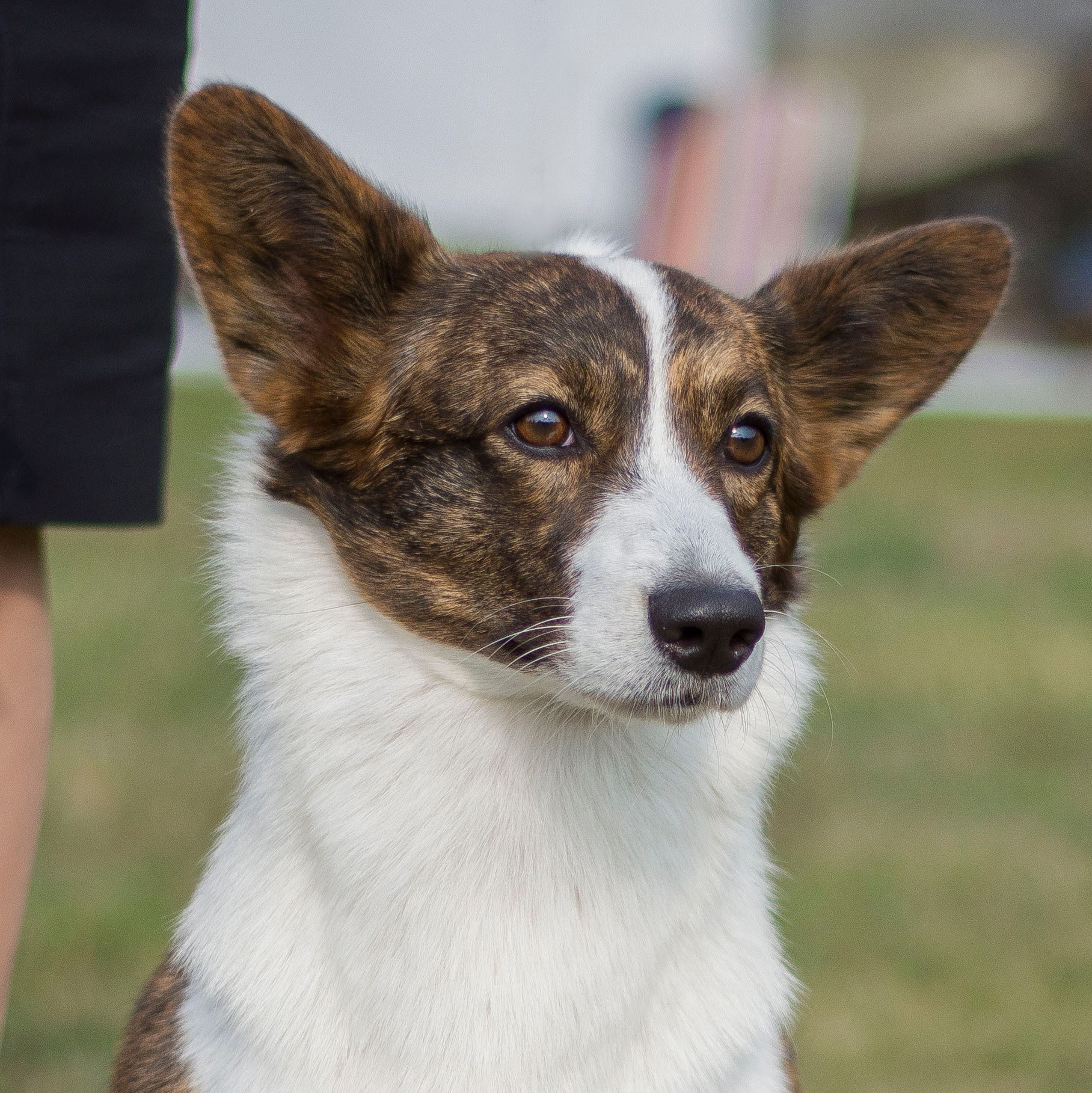 История питомника Ice Fantasy. Купить щенка Вельш-корги-кардиган в семейном питомнике — Ice Fantasy