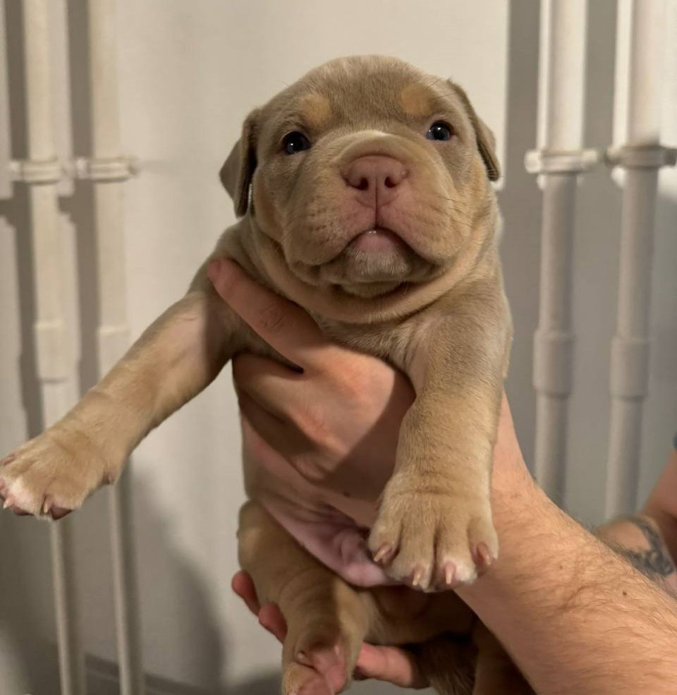 Архив. Питомник американских булли Bounty Pride Bully