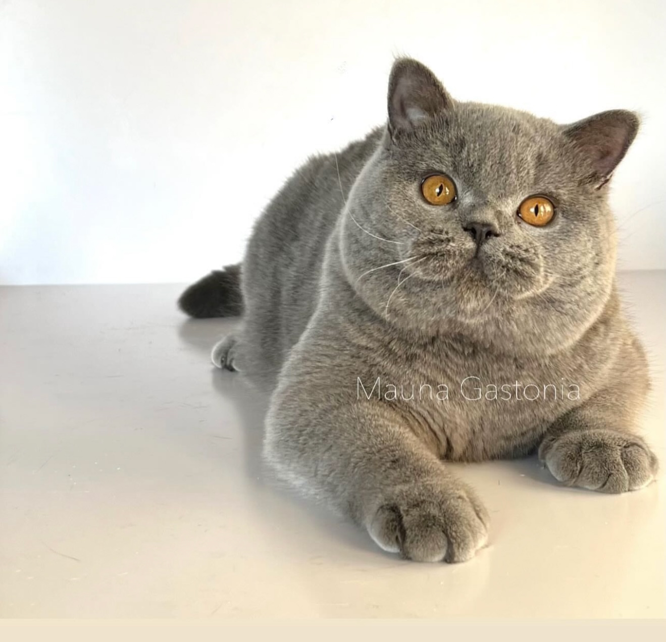 В добрые руки. Mauna Gastonia