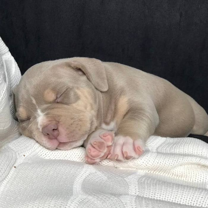 Щенки на продажу. Питомник американских булли Bounty Pride Bully