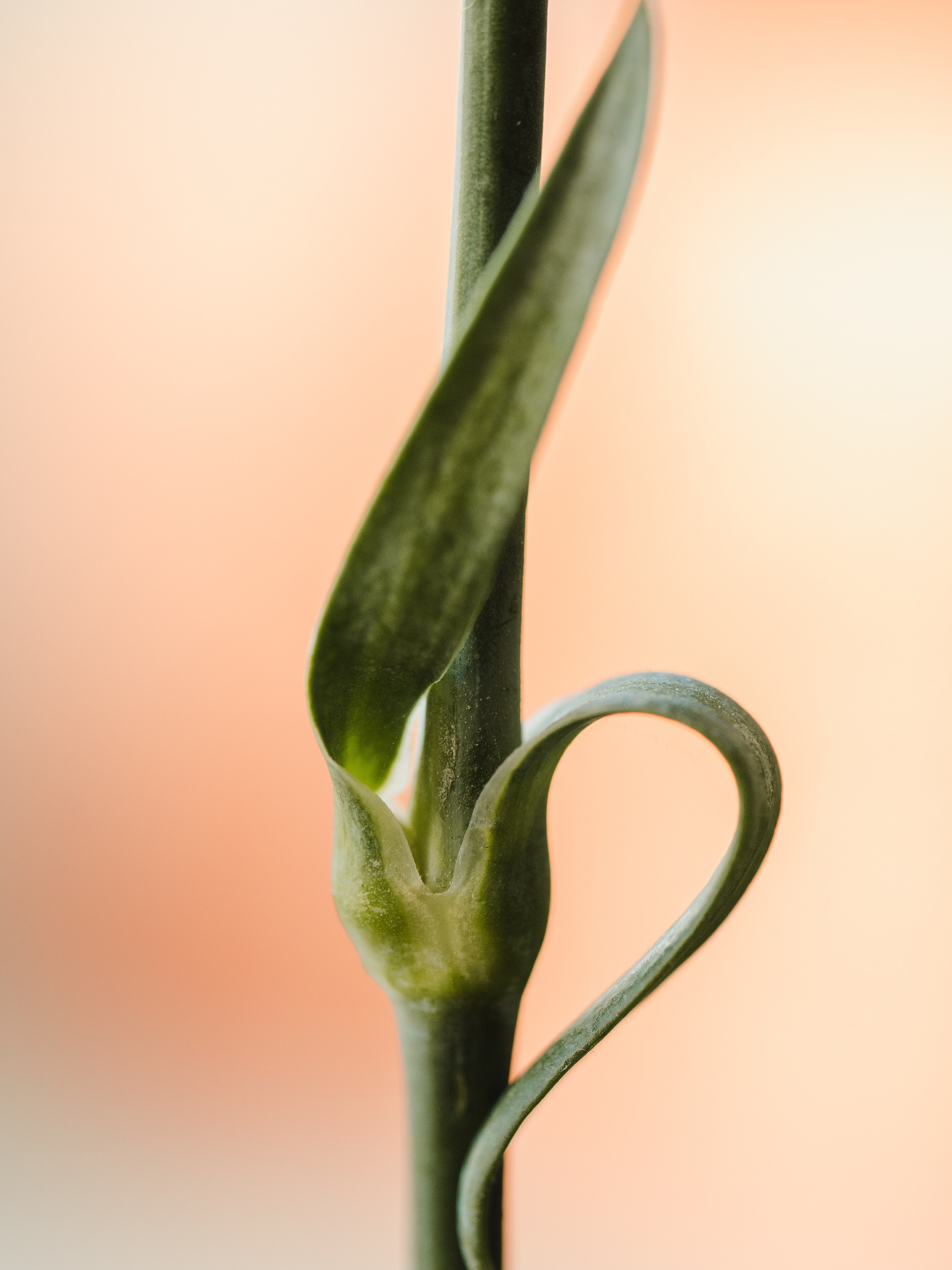 Сунегина Евгения. ARTEXPOPHOTO