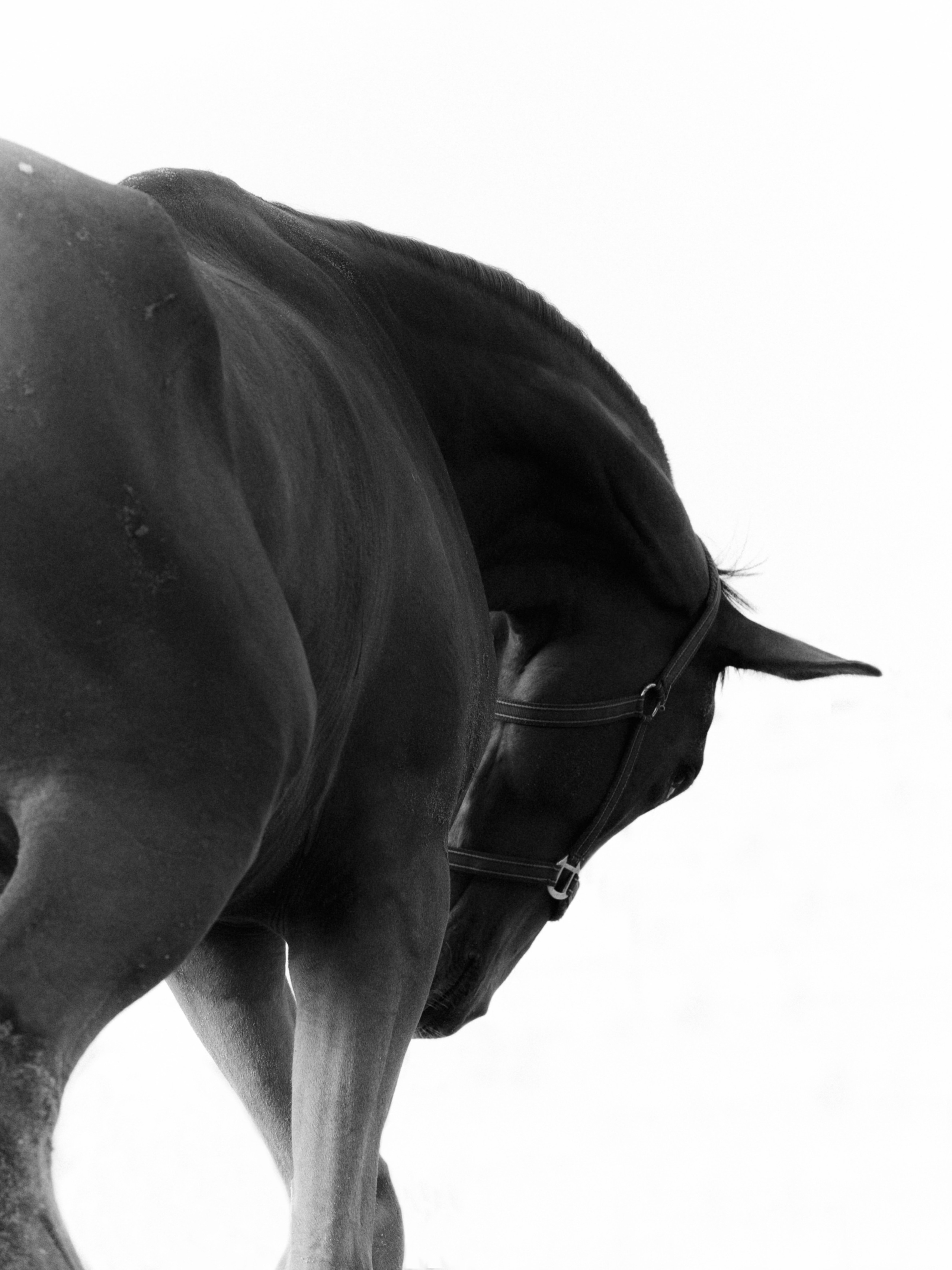 Услуги. Конный фотограф в Калининграде Елена Курбатова