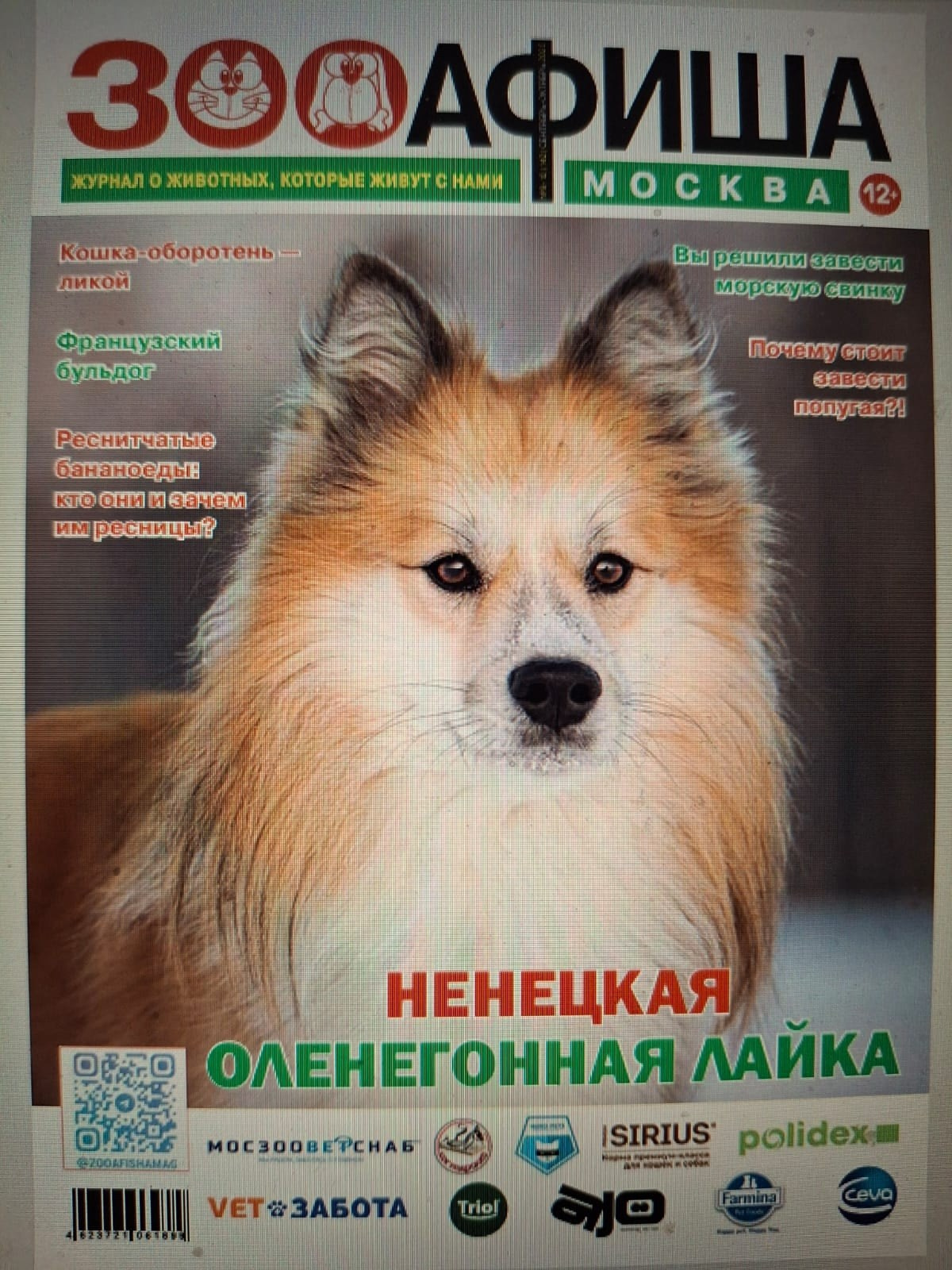 Моё фото на обложке журнала ЗооАфиша. Фотограф-анималист Natalia Deingel | Фотосъемка собак в Москве