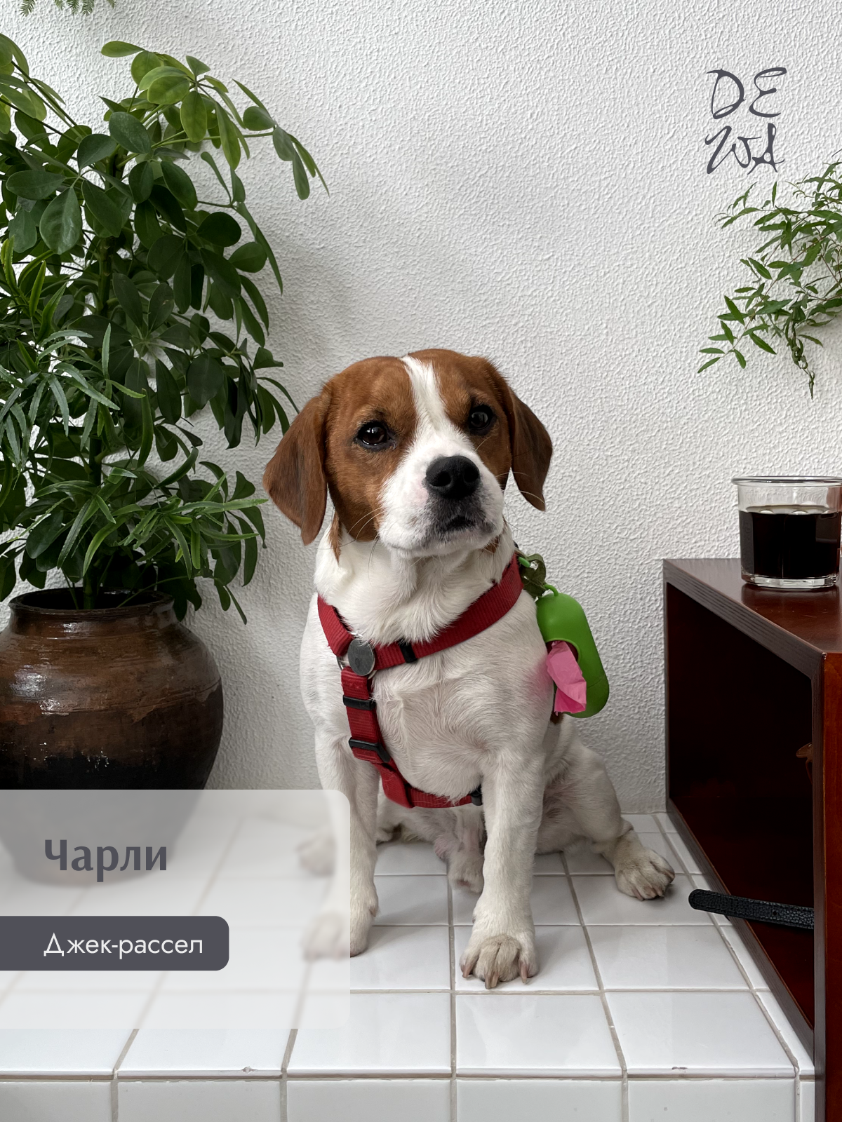 Животные. DEWA | фотостудия для маркетплейсов