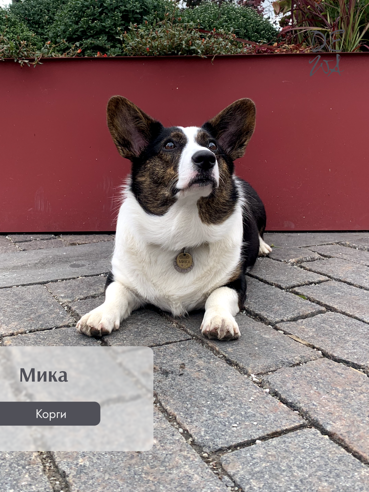 Животные. DEWA | фотостудия для маркетплейсов