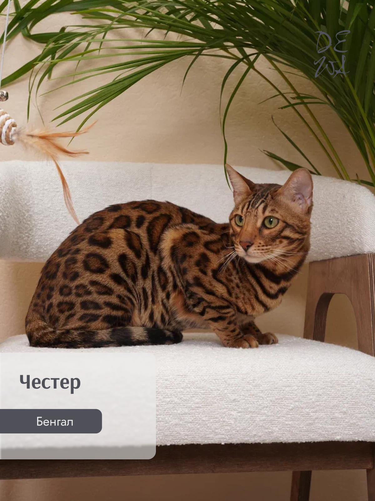 Животные. DEWA | фотостудия для маркетплейсов