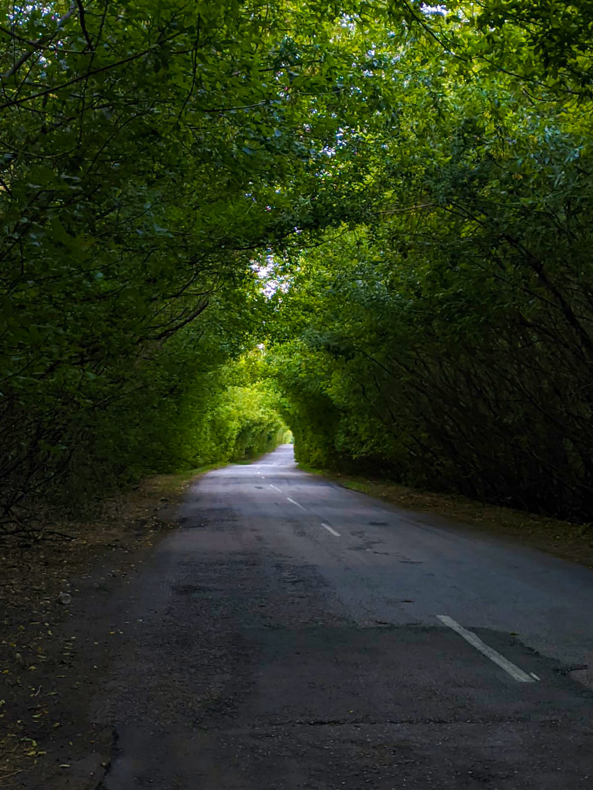 Зеленый тоннель в воронеже. Фотограф Тамара Нижельская Воронеж