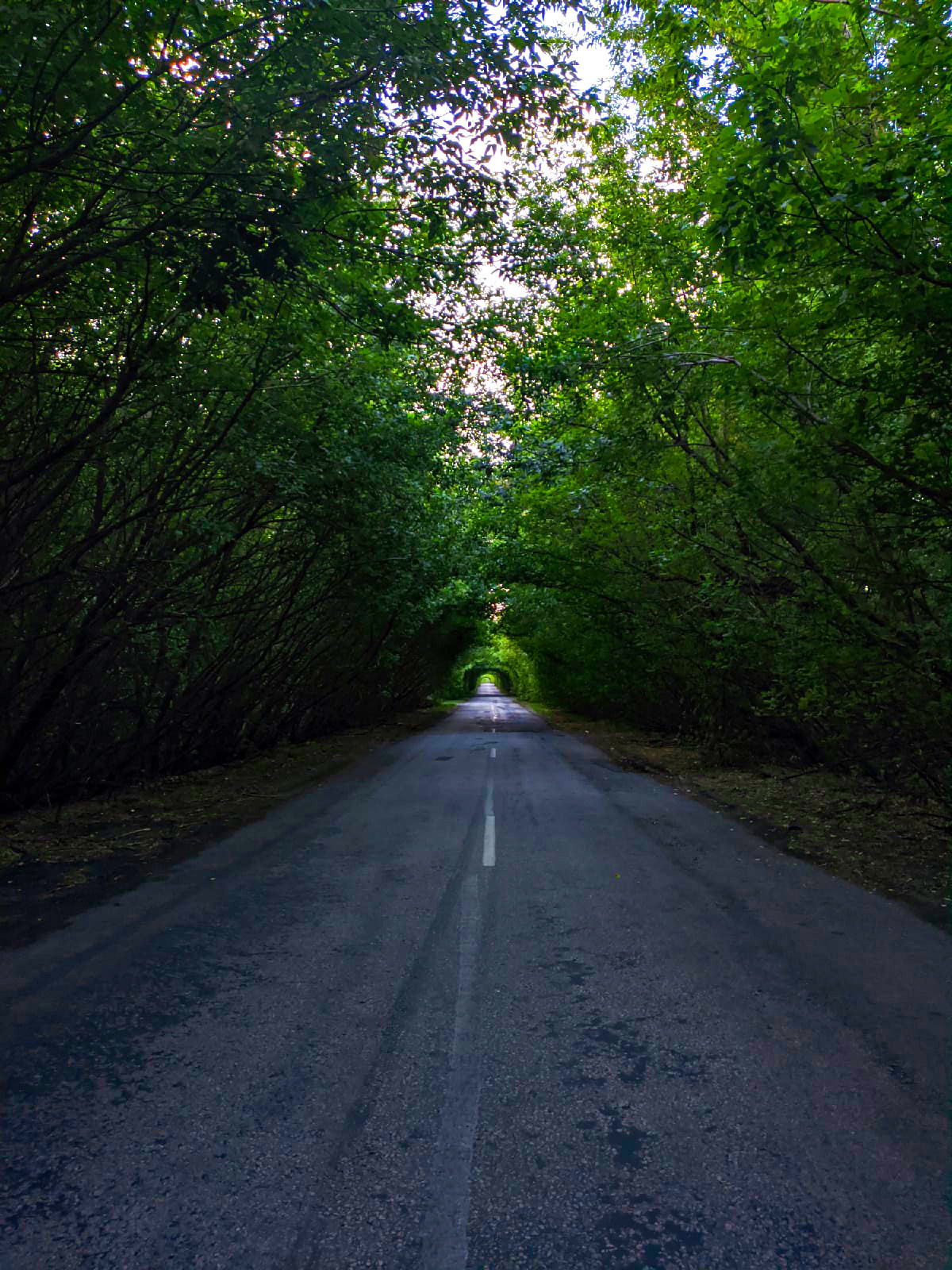 Зеленый тоннель в воронеже. Фотограф Тамара Нижельская Воронеж