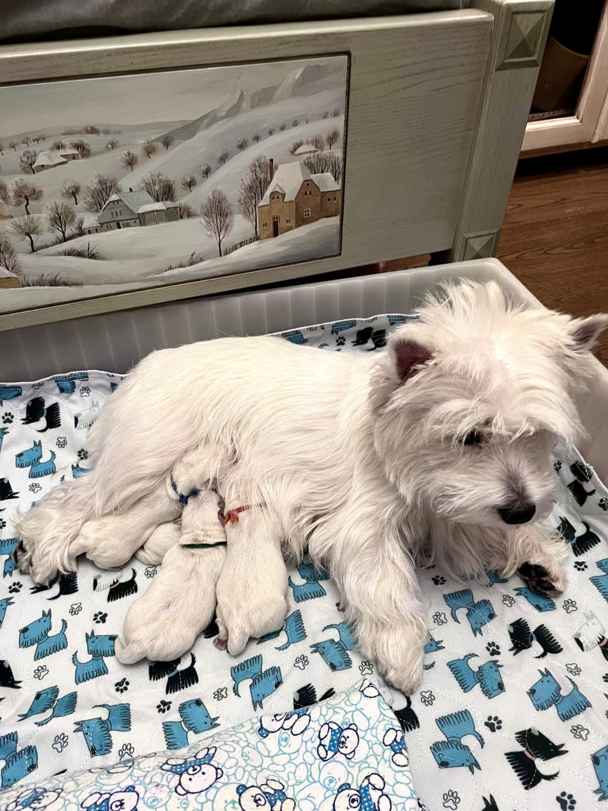 У нас родились ЩЕНКИ — 13.11.2023!!!. Питомник собак породы вест хайленд вайт терьер в Москве