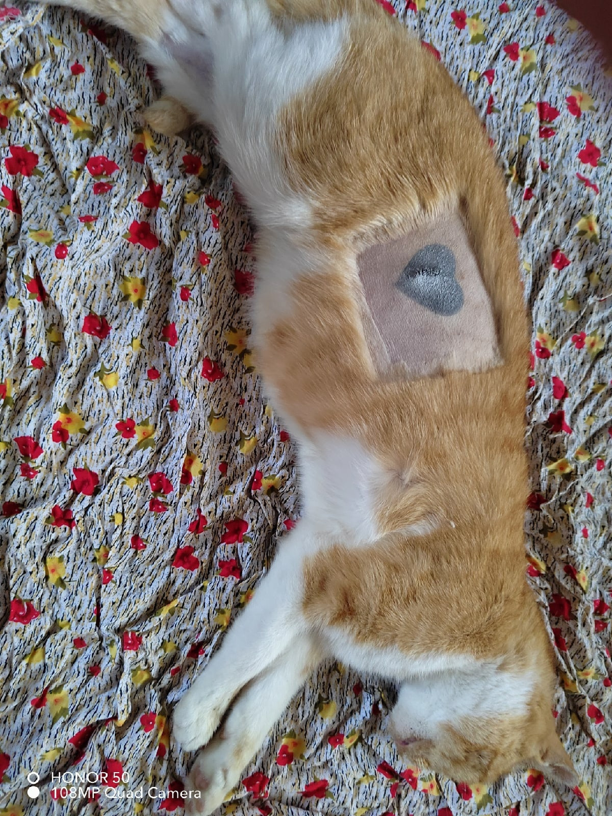 Стерилизация животных. НРОО КЦ "Собаковод"